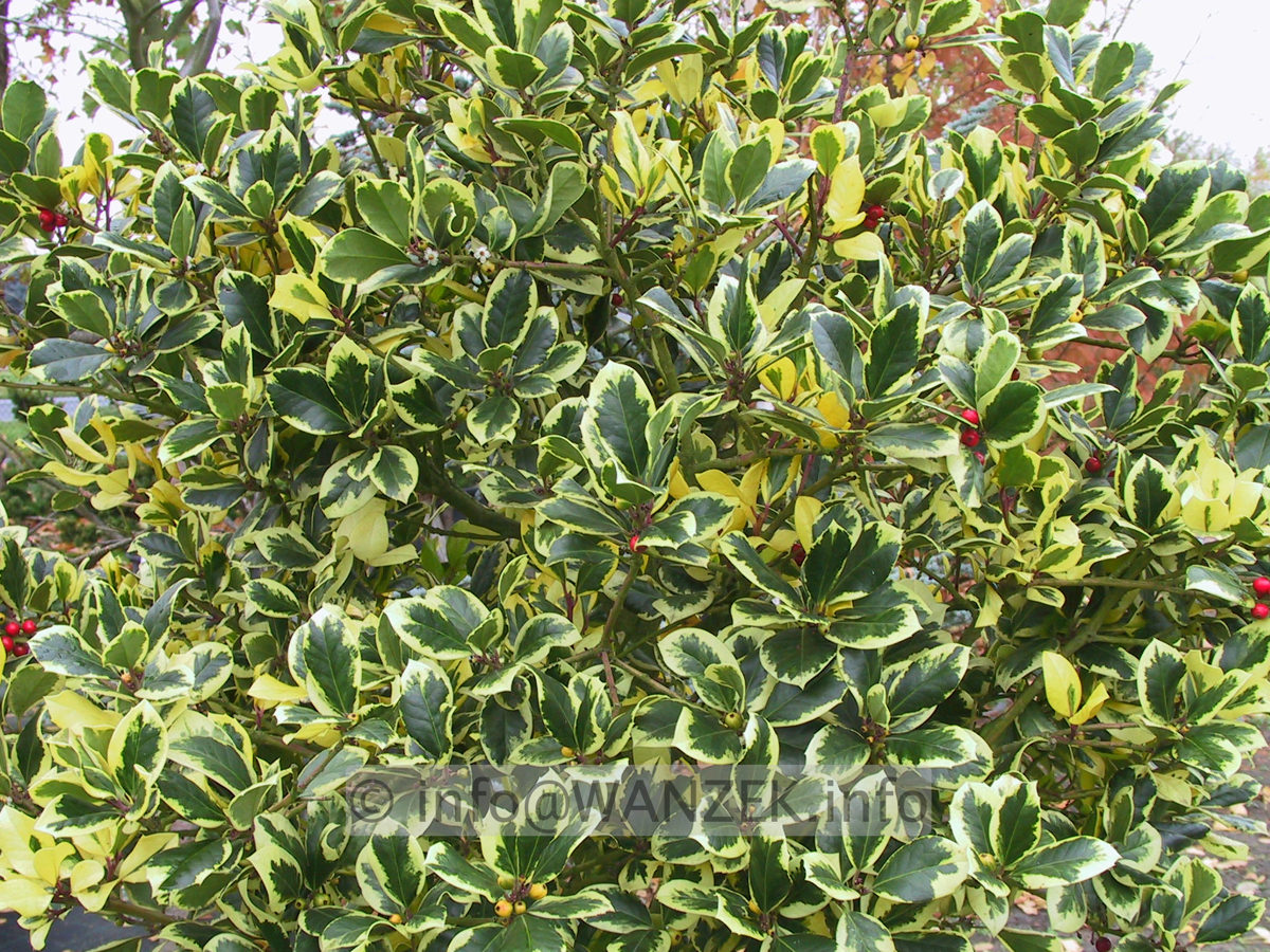Ilex aquifolium Golden van Tol mit Beeren.JPG